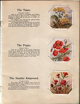 A page from a small book in Valentine's "Do You Know?" series  -  'British Wild Flowers'