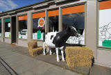 Earthy Fresh Food shop and Restaurant  -  with a cow and hay outside