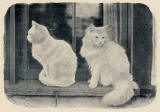 Charles Reid  -  The Cats' Corner  -  Photograph published in The Practical Photographer, 1895