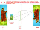 Chart demonstrating the optics of a lens set to f2.8