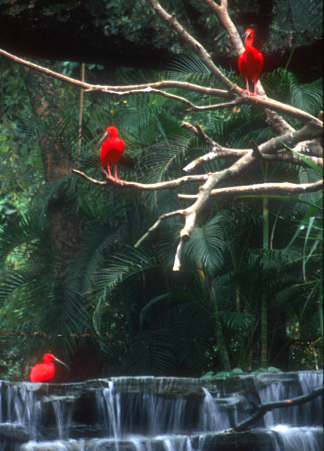 My Photographs  -  Hong Kong Zoo  -  Scarlet Egrets