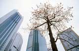 Hong Kong  -  Tree in the City