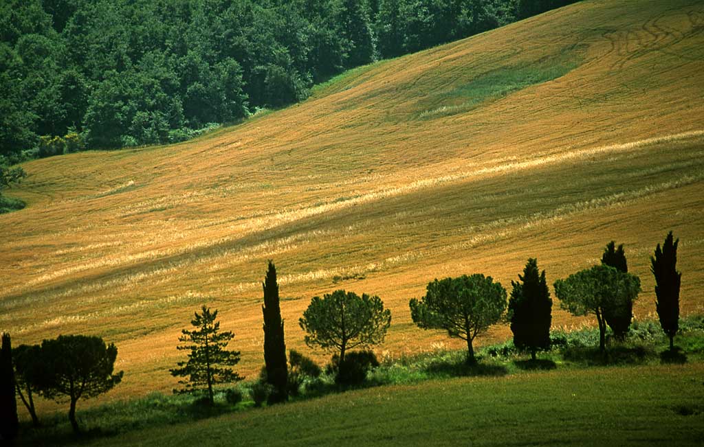 Tuscany  -  Trees - No 2