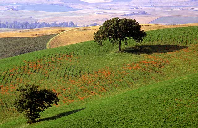 Tuscany Trees  -  No 2