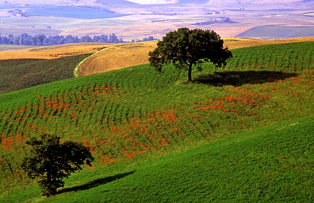 Tuscany  -  Trees - No 2