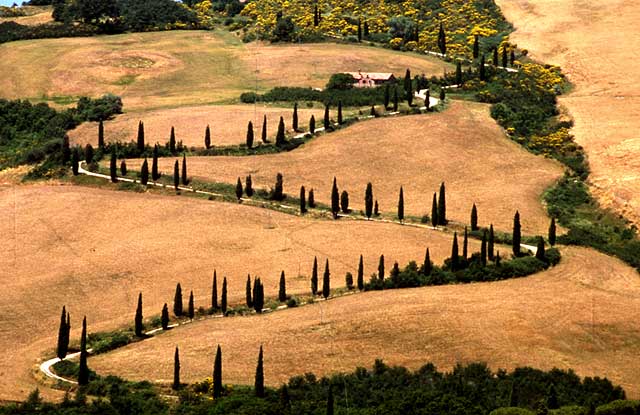 Tuscany Trees  -  No 3