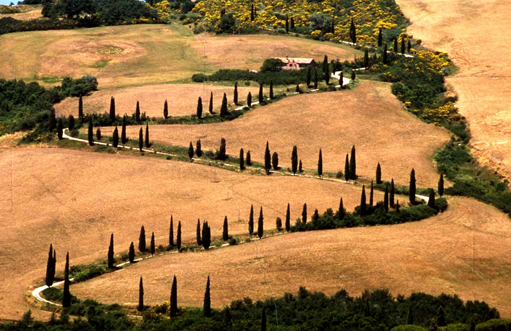 Tuscany  -  Trees - No 3