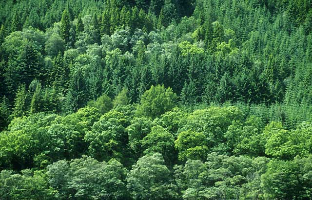 Photograph by Peter Stubbs  -  Landscapes  -  Loch Eck  -  Trees