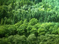 Photograph by Peter Stubbs  -  Landscapes  -  Loch Eck  -  Trees