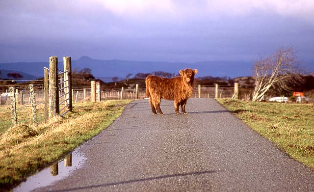 Highland Calf  -  at Durinish, near Kyle of Lochalsh