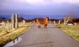 Highland Calf  -  at Durinish, near Kyle of Lochalsh