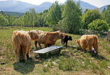 Highland Cattle  -  by the Caledonian Canal  -  near Fort William
