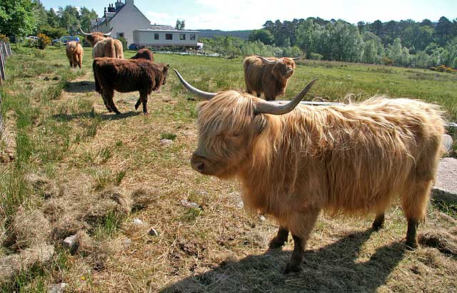 Highland Cattle  -  by the Caledonian Canal  -  near Fort William