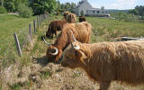 Highland Cattle  -  by the Caledonian Canal  -  near Fort William