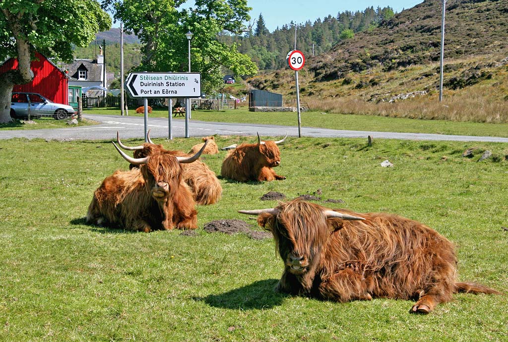 Highland Cattle  -  Durinish, near Kyle of Lochalsh