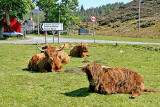 Highland Cattle  -  at Durinish, near Kyle of Lochalsh