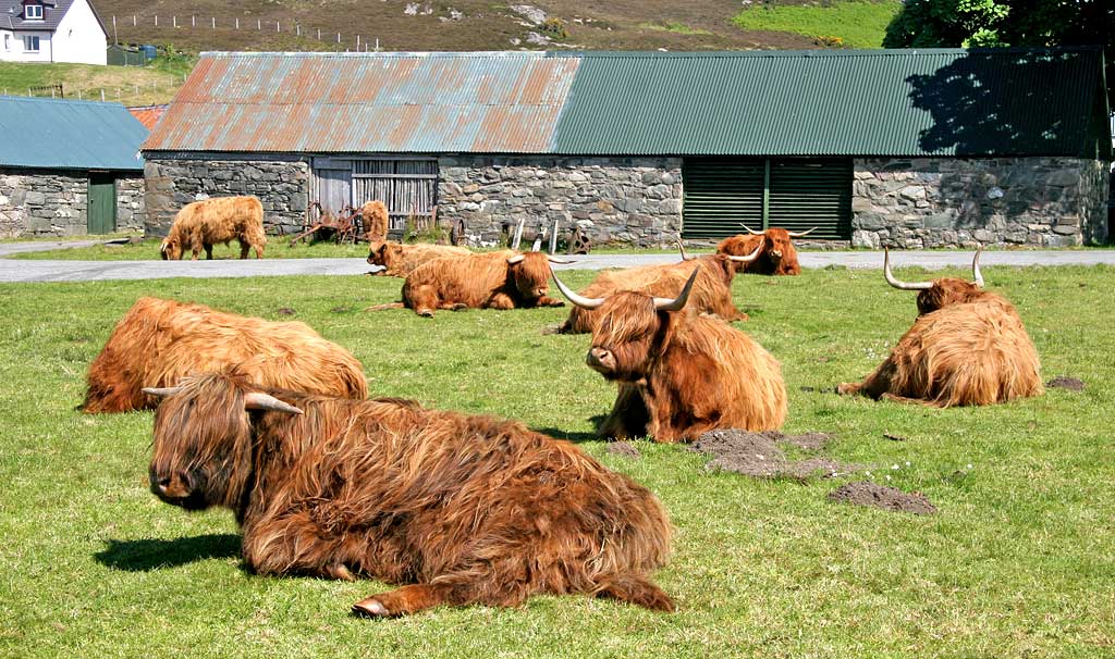 Highland Cattle  -  Durinish, near Kyle of Lochalsh