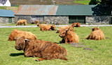 Highland Cattle  -  Durinish, near Kyle of Lochalsh