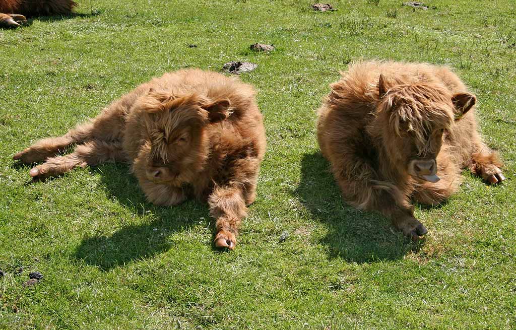 Highland Cattle  -  Durinish, near Kyle of Lochalsh