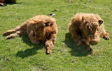 Highland Cattle  -  at Durinish, near Kyle of Lochalsh