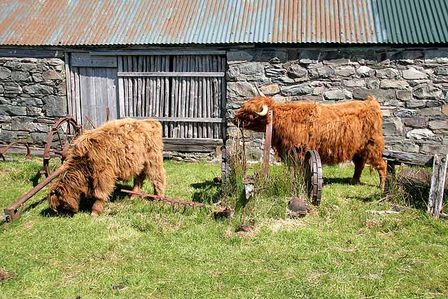 Highland Cattle  -  Durinish, near Skye