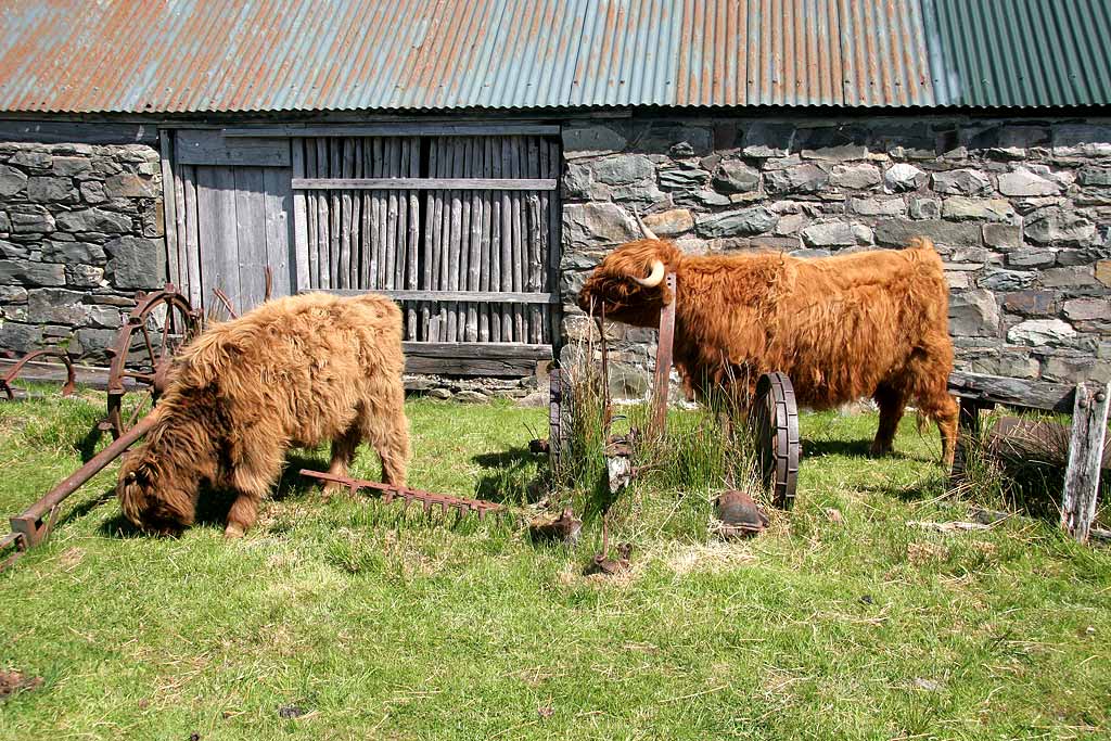 Highland Cattle  -  Durinish, near Kyle of Lochalsh