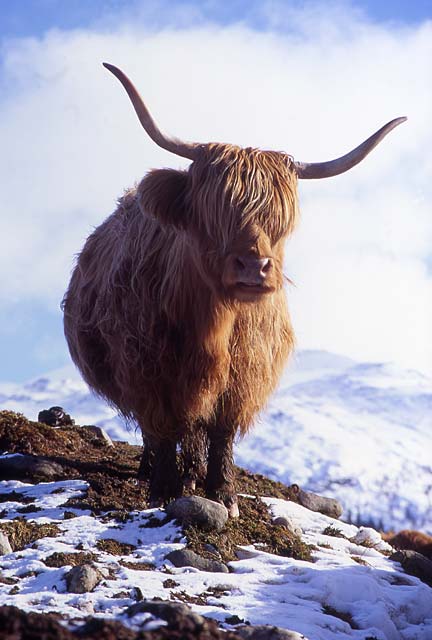 Highland Cow in the Scottish Highlands