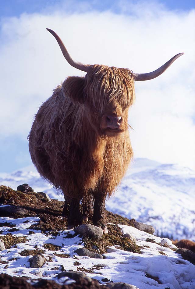 Highland Cow  -  in the Scottish Highlands
