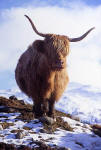 Highland Cow in the Scottish Highlands