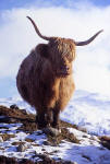 Highland Cow  -  in the Scottish Highlands