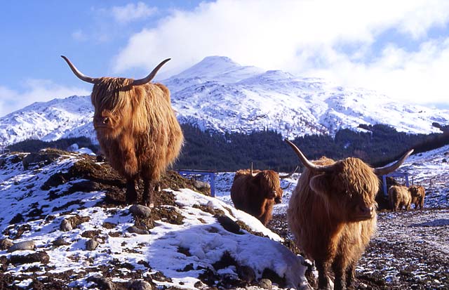 Highland Cattle - in the Scottish Highlands