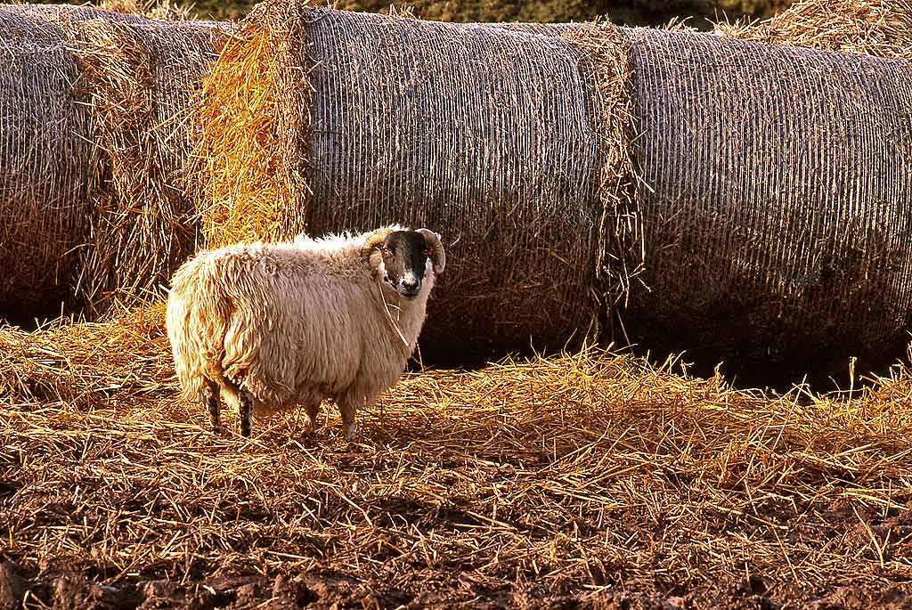 Sheep and Hay in East Lothian