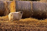 Sheep and Hay in East Lothian
