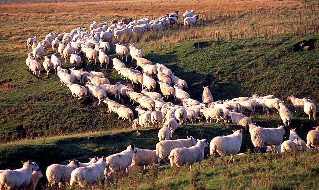 Sheep near Temple, Midlothian