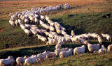 Sheep near Temple, Midlothian