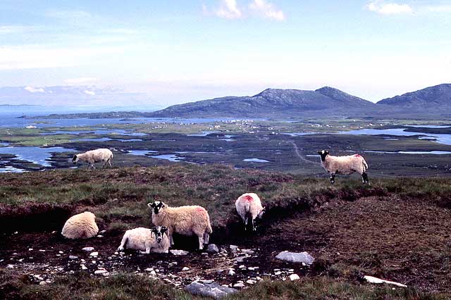 Sheep on North Uist, Outer Hebrides