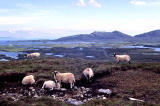 Sheep on North Uist, Outer Hebrides