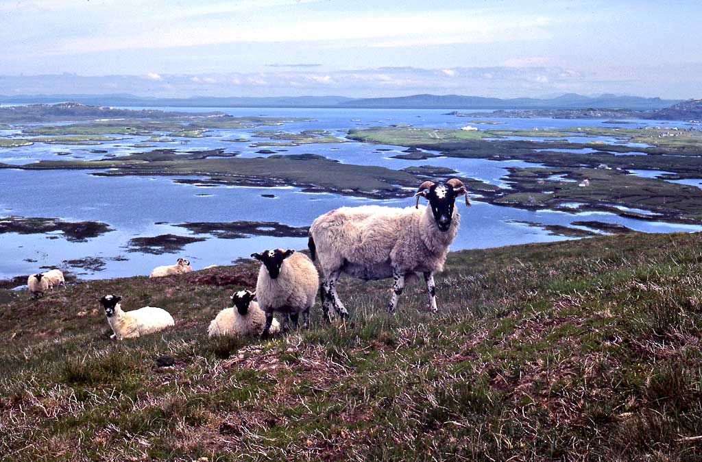 Sheep on North Uist, Outer Hebrides