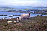 Sheep on North Uist, Outer Hebrides