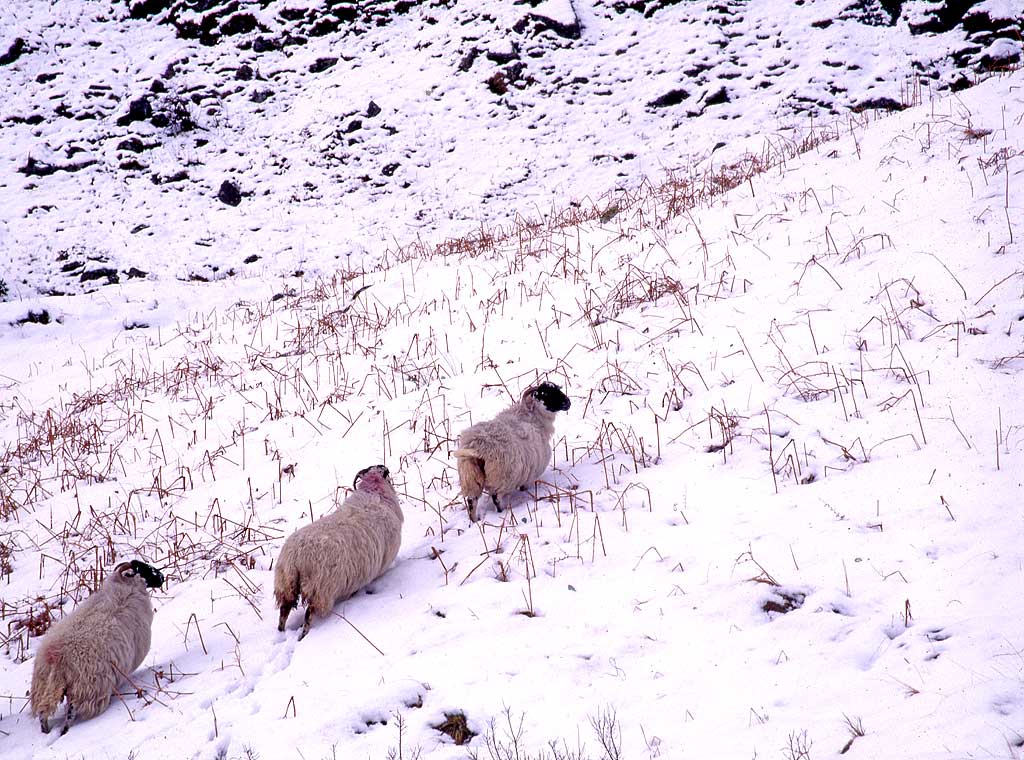 Sheep  -  North of Tyndrum, Stirlingshire