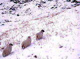 Sheep  -  somewhere in Perthshire or Sterlingshire