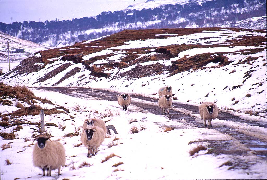 Sheep  -  North of Tyndrum, Stirlingshire