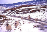 Sheep  -  somewhere in Perthshire or Sterlingshire