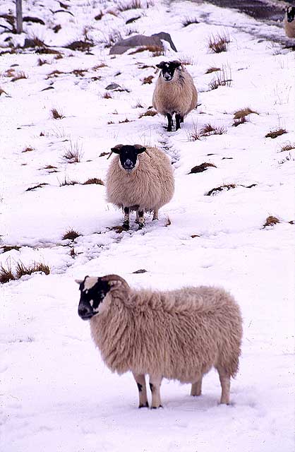 Sheep  -  North of Tyndrum, Stirlingshire