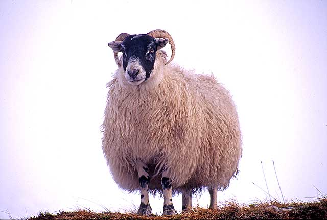 Sheep  -  North of Tyndrum, Stirlingshire