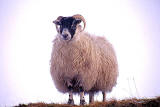 Sheep  -  North of Tyndrum, Stirlingshire