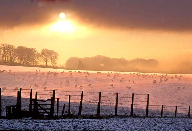 Sheep at Silverknowes, Edinburgh