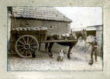 Farmyard scene  -  Photographer: William M Harkins