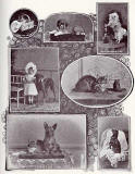 A set of photographs titled 'Mosaic' by Andrew Young, appearing in an article 'Some Notes on Animal Photography' by Charles Reid  -  The Practical Photographer, April 1895