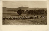 Postcard  -  James Patrick  -  Catle Series  -  The Pentland Hills, Swanston